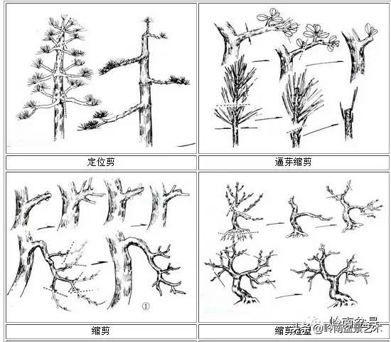 盆景修剪入门书籍,盆景修剪培训视频教程