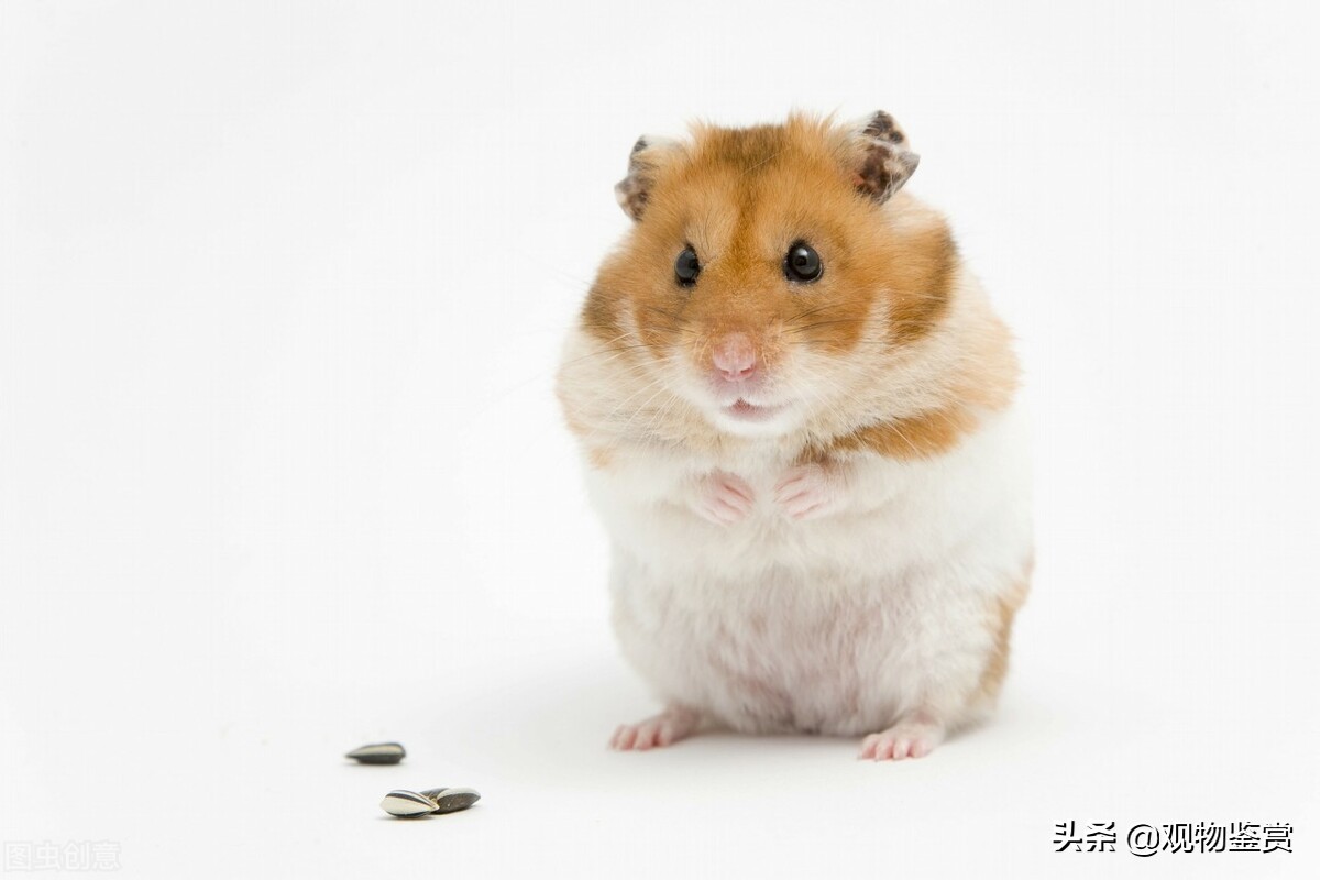 仓鼠可爱简介,宠物仓鼠侏儒类仓鼠新手饲养