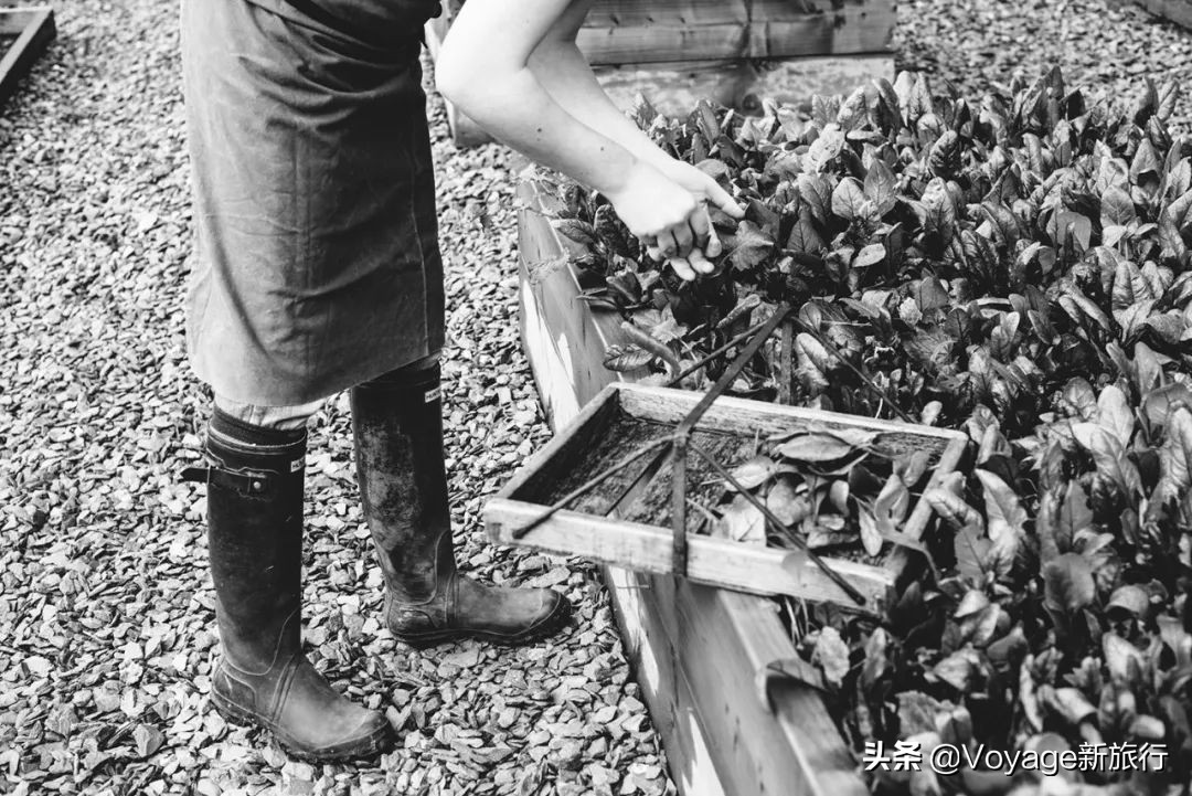 英国美食中国美食,英国美食排行榜前十名炸鱼薯条