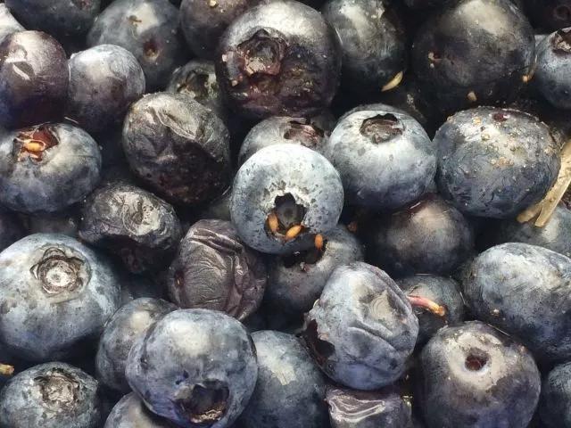 蓝莓种植常见虫害,蓝莓病虫害防治视频教学