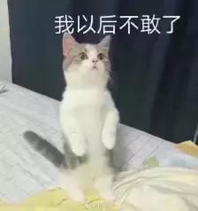 猫咪发情那些事，发情的猫咪都有什么表现呢？