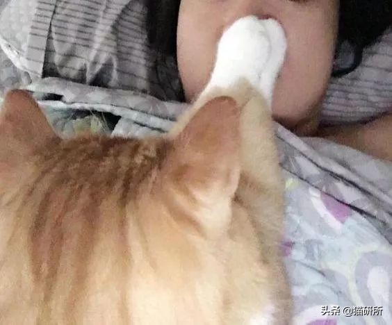 如何制止猫咪六七点叫,如何拒绝猫咪叫醒