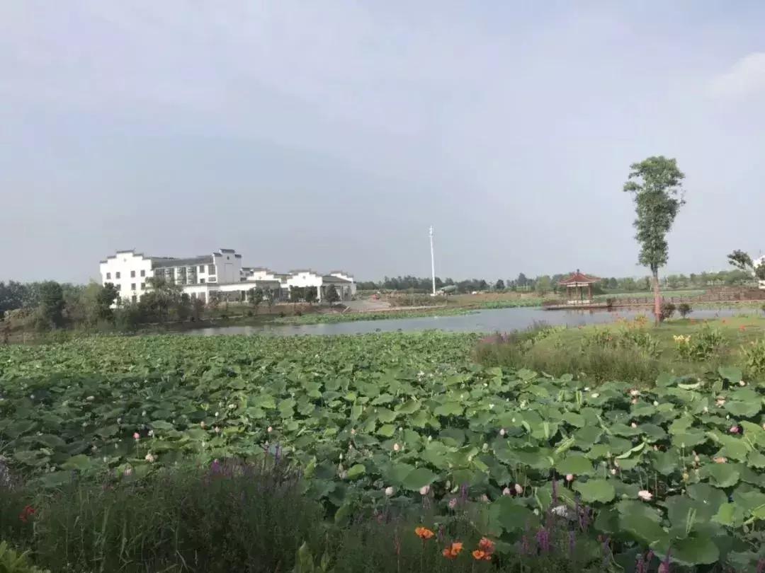 金湖荷花荡图片,金湖荷花荡介绍