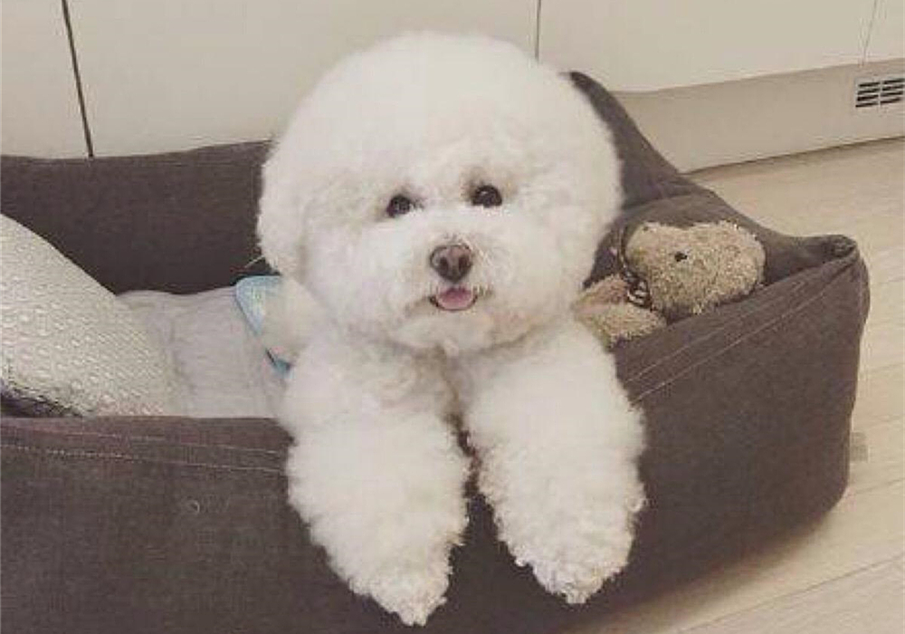 狗狗眼睛长息肉可以保守治疗吗,狗狗眼息肉怎么消除最快