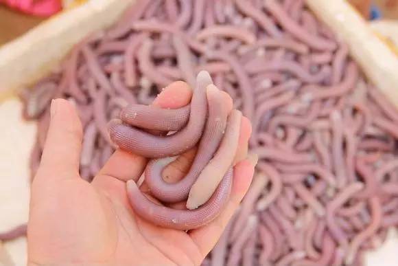 广东人一日三餐美食,广东人的日常美食生吃