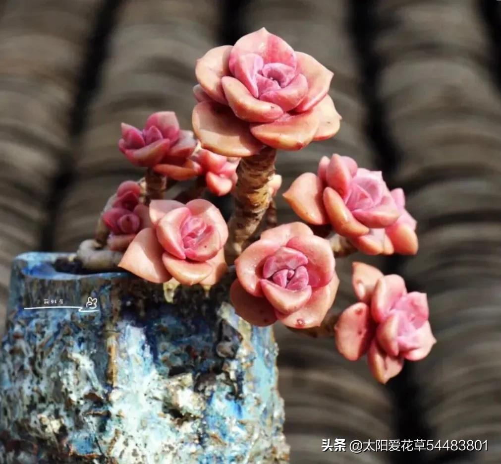 多肉彩虹糖怎么养,多肉彩虹糖打理方法