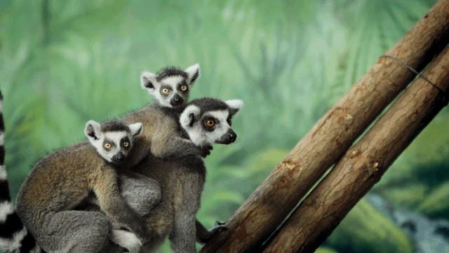 「官宣」泉城欧乐堡动物王国9月16日惊喜开园！王国秘籍抢先get