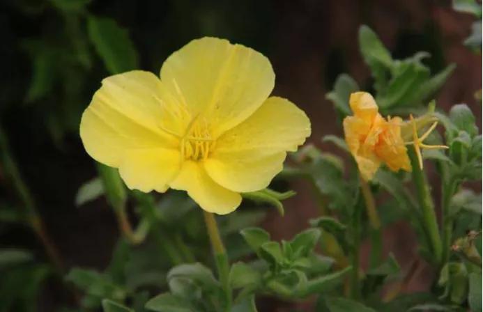 「植物百科」黄花月见草，月澹黄昏香清远
