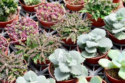 紫米粒多肉的养护方法,多肉紫雾小苗怎么扦插