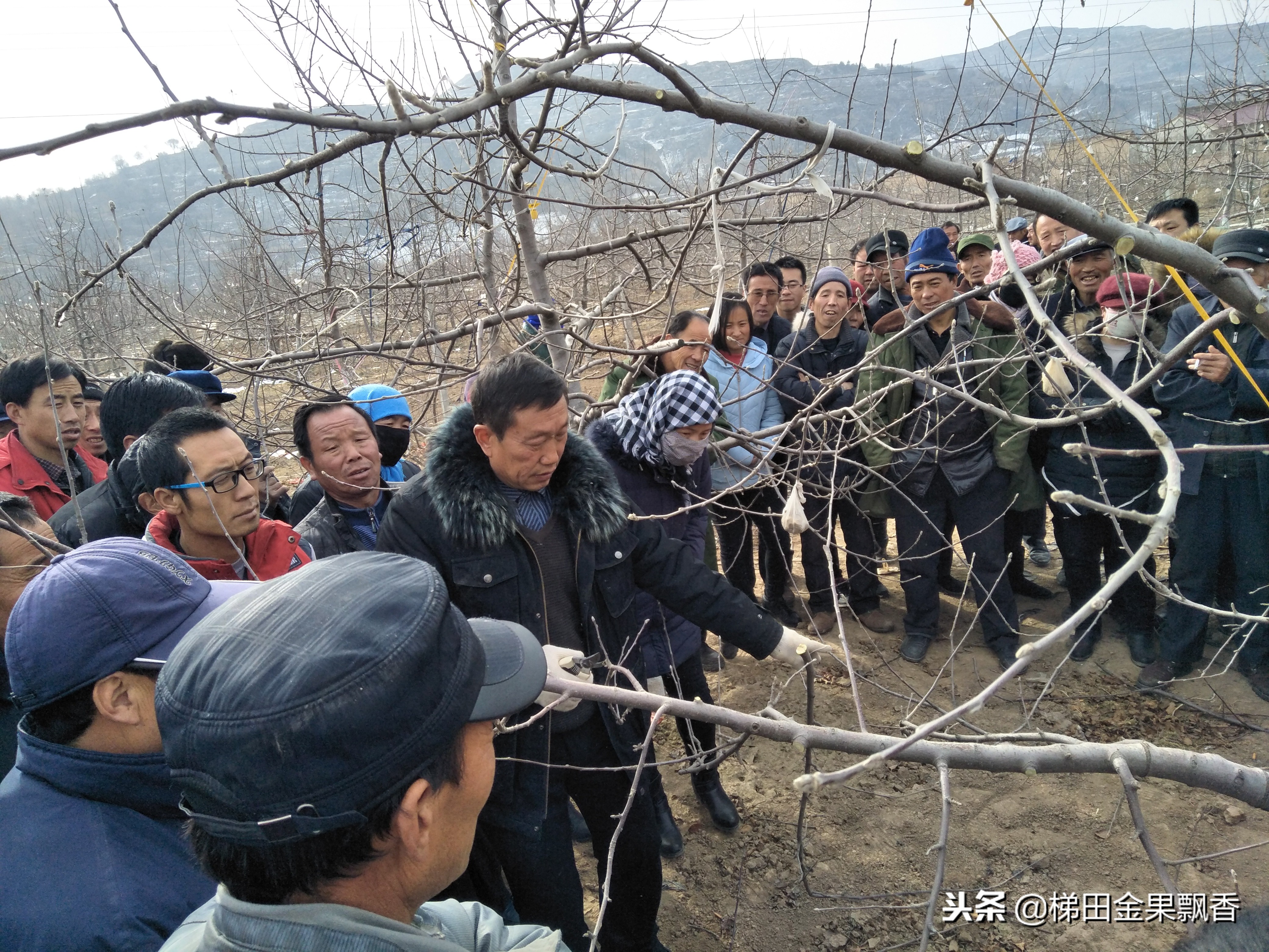 多年生小苹果果树修剪技巧,老苹果树复壮修剪视频