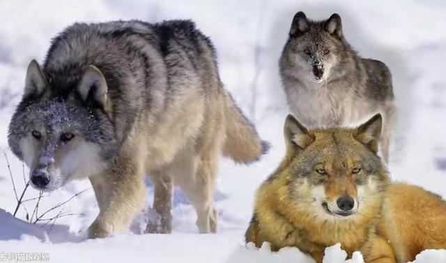 如果在野外遇到狼该如何自救,如果一个人走夜路害怕咋办