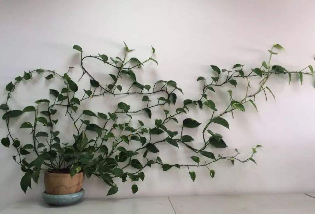 3种“喜水花”，春天多喂一点水，咕噜咕噜窜大个，特喜人