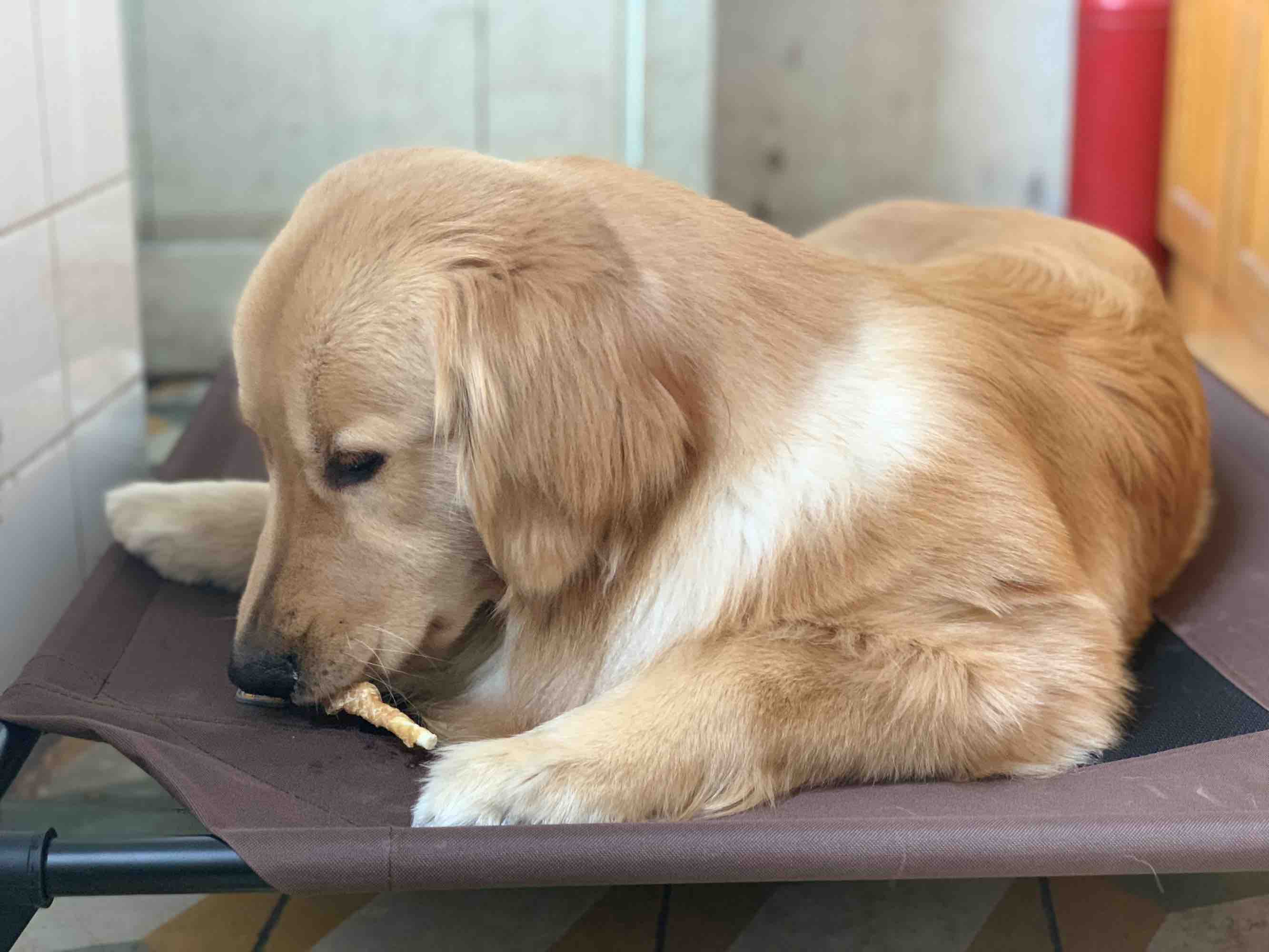 狗狗吃了狗粮呕吐吃什么药,狗狗呕吐是怎么回事呢