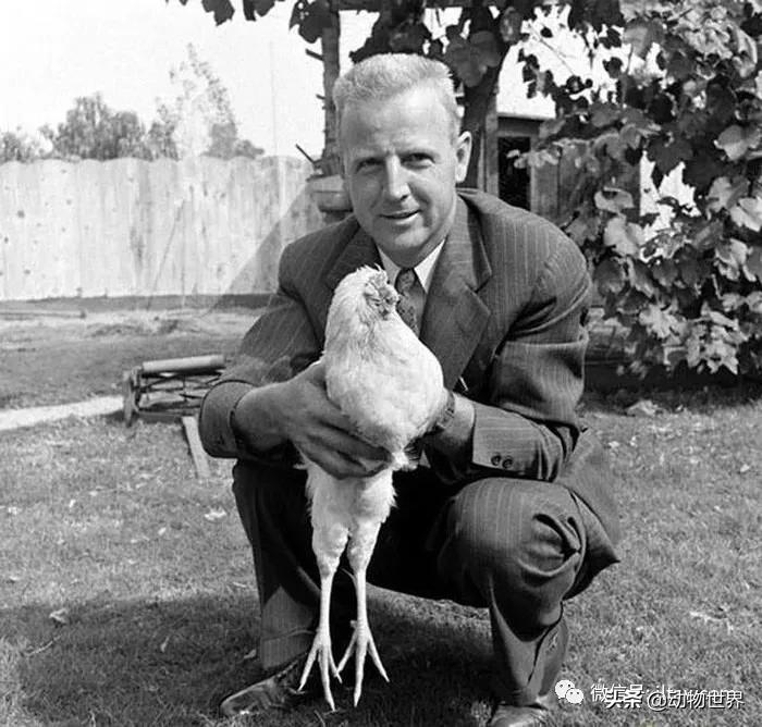 世界各国国宝级动物,世界各地的名贵动物