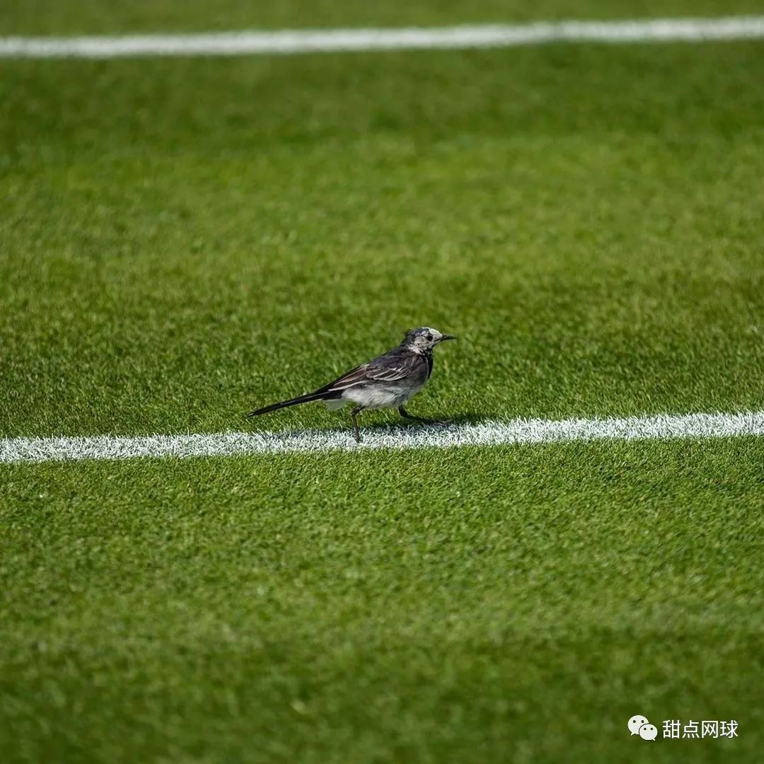 居家自主网球训练实用课程第四节：场地知识、对墙击球练习