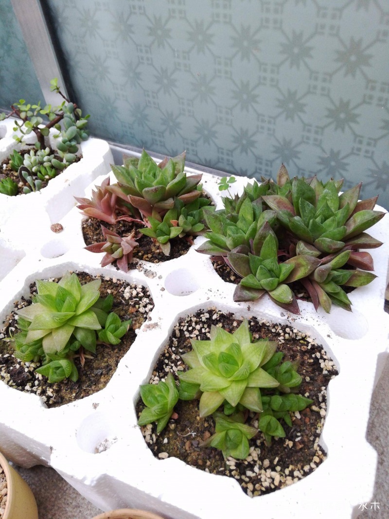 这才是多肉夏天该有的样子,多肉短期内颜值最高的时刻