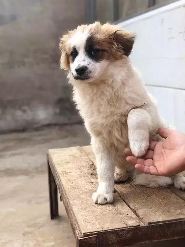 给它们一个家|线上宠物领养日,201903101