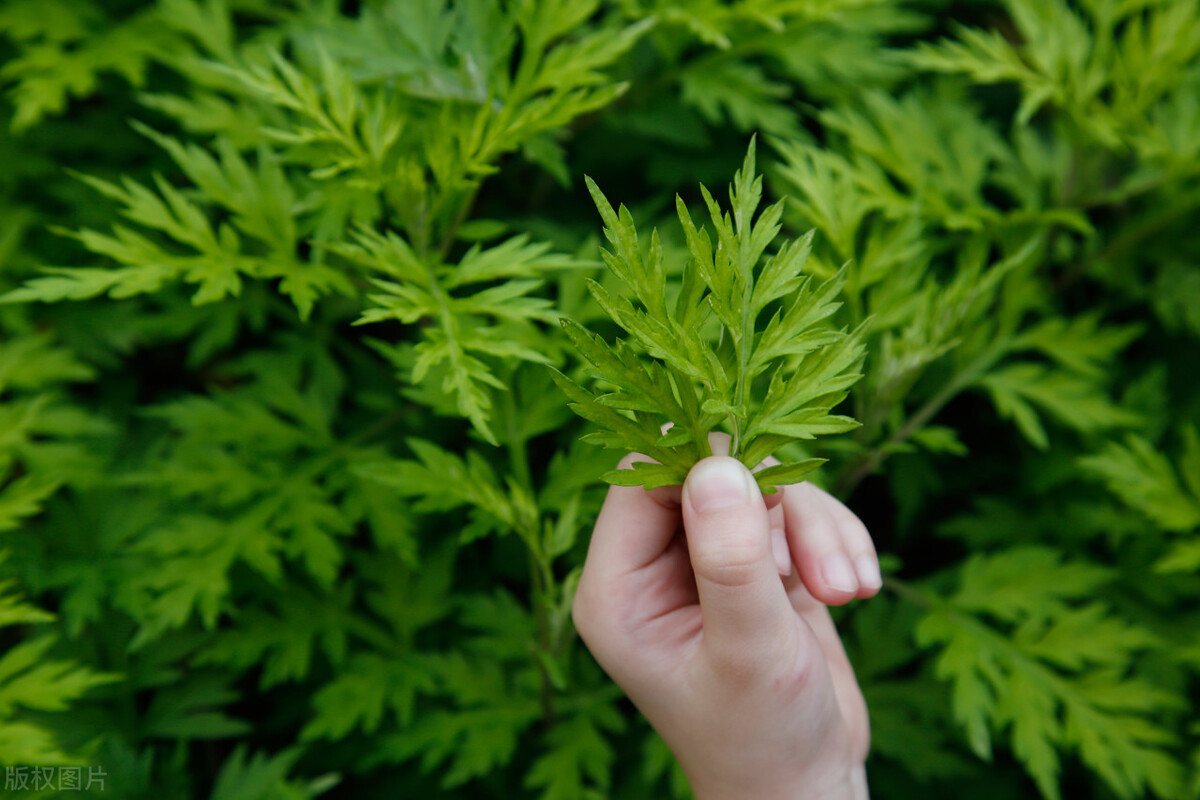 端午挂艾草的正确方法北方,端午挂艾草什么时间挂最好