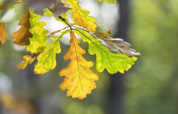 年轻人需要梦想的句子,年轻时有梦想的句子