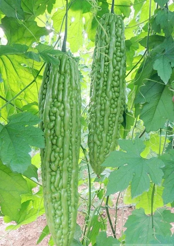 蔬菜美容护肤方法,美容蔬菜排行榜