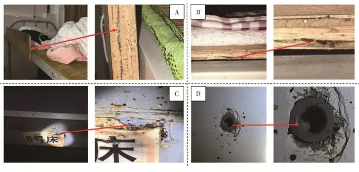 臭虫产生及防治方法有哪些,防治臭虫有什么最有效方法呢