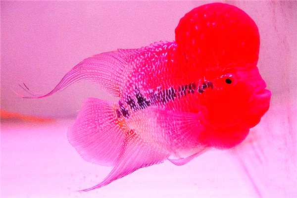 罗汉鱼为什么肚子鼓鼓的,罗汉鱼腹胀粪便散怎么回事