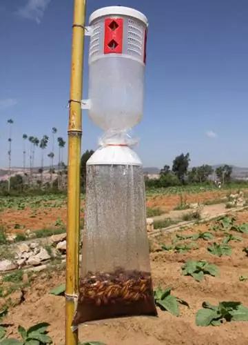 现代落叶果树病虫害防治优质农药,果树在挂果后防治病虫害打什么药