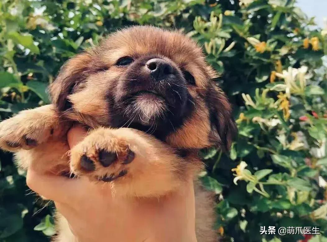 领养一只猫真的很难吗,领养很难