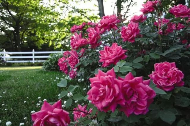 干货分享种植小技巧,混合花境设计与种植建议