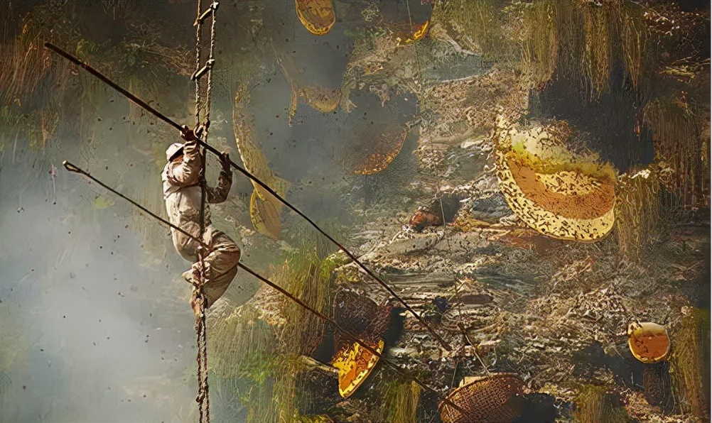 喜马拉雅山采蜜人：专供尼泊尔皇室，每公斤高达3500美元