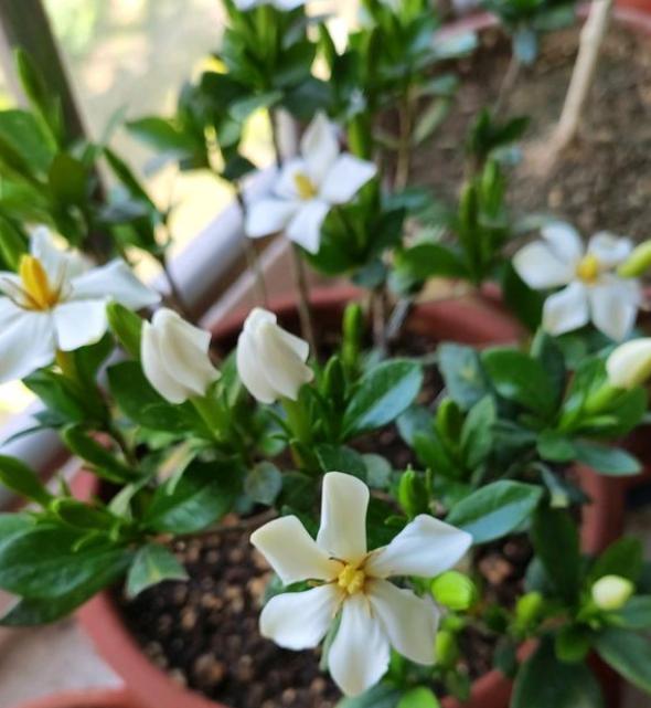 养花土如何配置天然土,怎样配制家庭养花最好的营养土