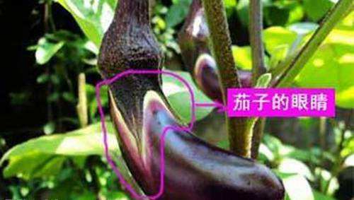 12个菜农不对外说的买菜窍门，新鲜水嫩，菜贩子：一看就是行家