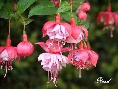 惊艳倒挂金钟,惊艳倒挂金钟图片