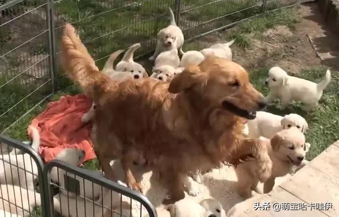 网友让金毛带25只娃，它却想了个馊主意，狗：想累死我呢？