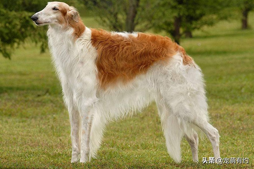 四大猎犬哪种最厉害最可怕,世界上最厉害的猎犬