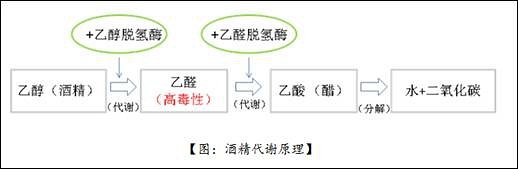 解酒妙方大集合,喝多了怎么快速解酒偏方