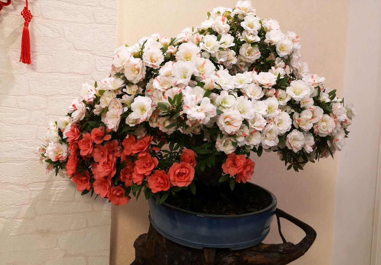 杜鹃花高温多少死亡,杜鹃花20天没浇水了还能活过来吗