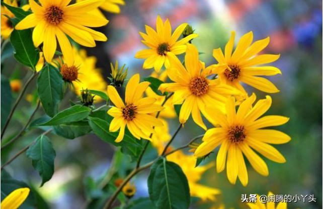 菊芋花开金灿烂，洋姜高洁清雅语