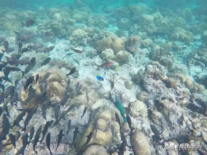 巨蜥像退休大爷休闲漫步；满海的活珊瑚、海葵…国家公园开岛啦