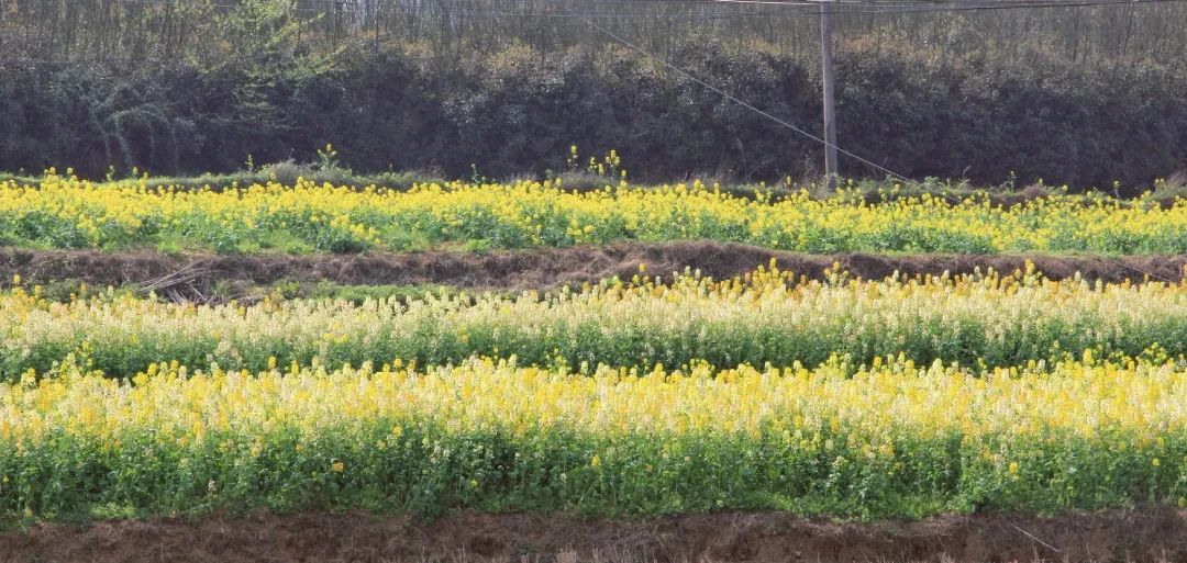赏春图鉴丨赏花海、品清茶、尝美食...乌当百宜镇这条宝藏春游线路，就等你来打卡啦！