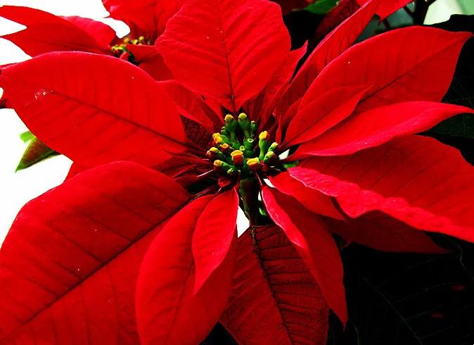 花大色艳的花卉,中国红花花卉大全