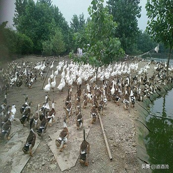 羊沙门氏菌感染什么症状,沙门氏菌症状如何预防