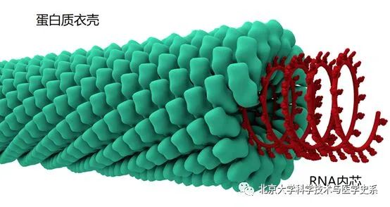 北大院长讲史：第一株病毒是如何被人类发现的？|赛先生