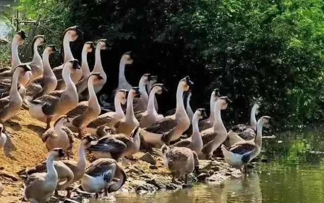 顺德老字号火焰醉鹅,顺德火焰醉鹅东晓南地铁站店
