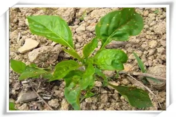 辣椒病害图谱大全大图,辣椒病害大全图片及防治方法