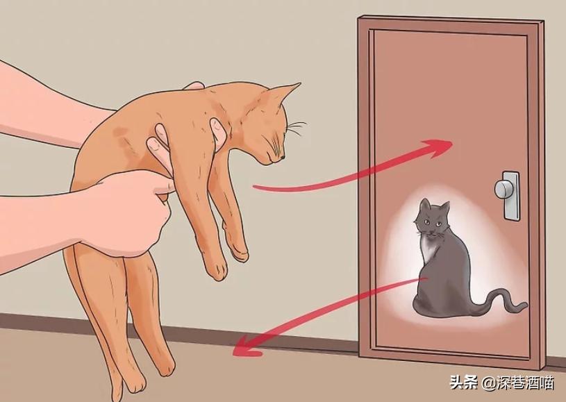 猫咪原住民和新猫如何快速相处,原宿猫如何接收新猫