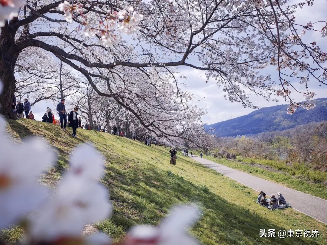 我在京都,攒下一整个春日的绝美樱色送给你。