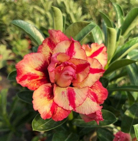 84个沙漠玫瑰品种，收起来慢慢看，待到来年春天选几种喜欢的养