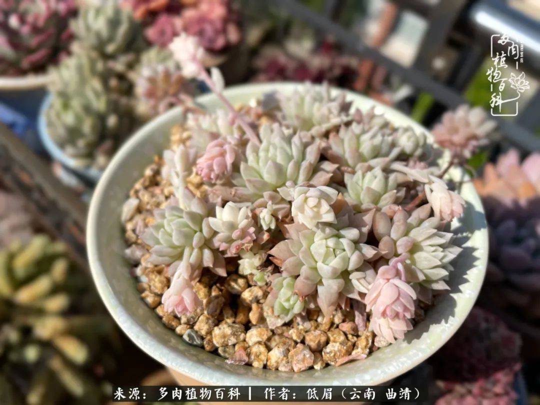 多肉植物百科如何投稿,感谢多肉植物百科的陪伴