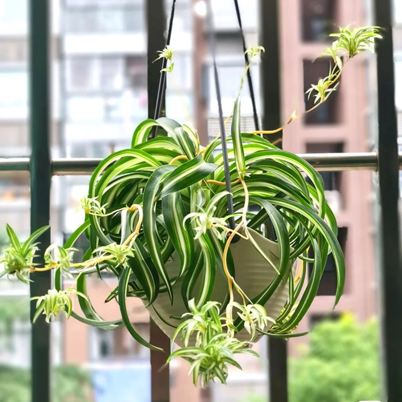 100种绿植大全,50种盆栽绿植花卉大全